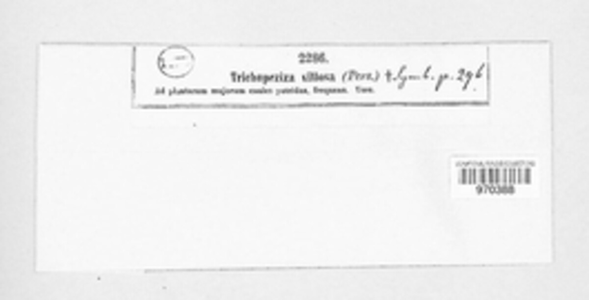 Trichopeziza villosa image